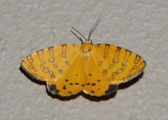 Veniliodes pantheraria