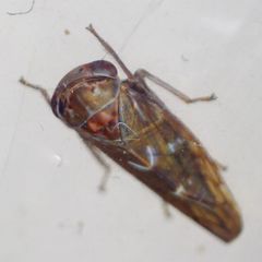 Metidiocerus rutilans