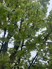 Acer platanoides