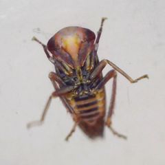 Metidiocerus rutilans
