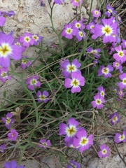 Malcolmia littorea