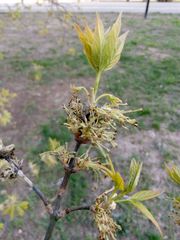 Acer negundo