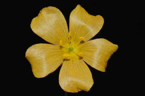 Linum berlandieri, photograph 1