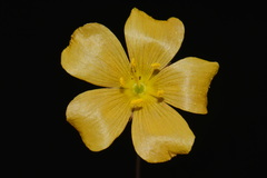 Linum berlandieri