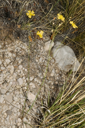 Linum berlandieri, photograph 4
