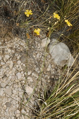 Linum berlandieri, photograph (c) Brian Finzel, some rights reserved (CC BY-SA)