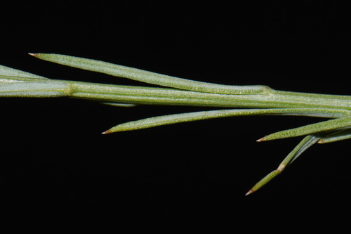 Linum berlandieri, photograph 2