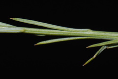 Linum berlandieri, photograph (c) Brian Finzel, some rights reserved (CC BY-SA)