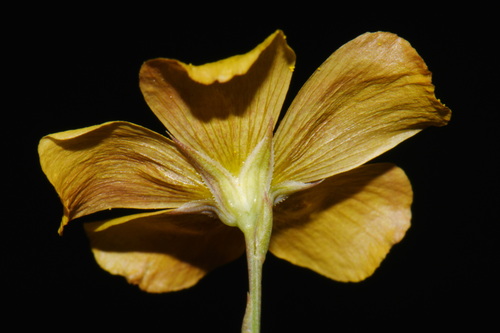 Linum berlandieri, photograph 3
