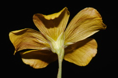 Linum berlandieri, photograph (c) Brian Finzel, some rights reserved (CC BY-SA)