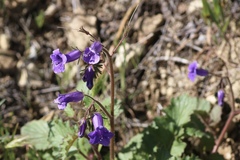 Phacelia minor, photograph author not stated, no rights reserved