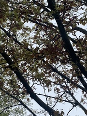 Acer palmatum