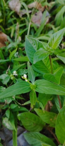 Spigelia anthelmia, photograph 4