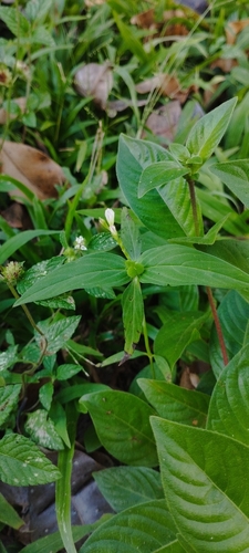 Spigelia anthelmia, photograph 5