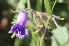 Phacelia minor
