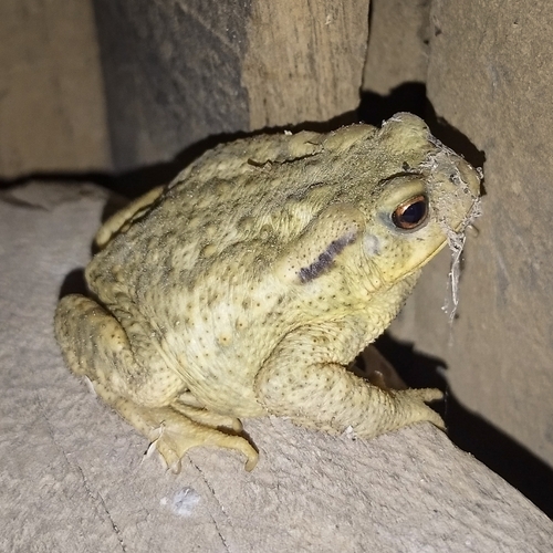 Spiny Toad
