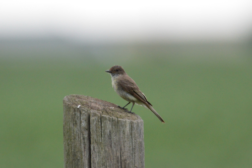 Eastern Phoebe