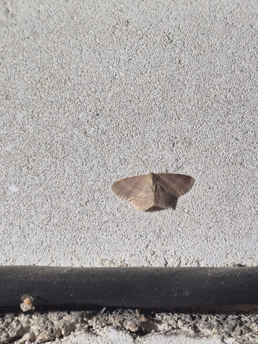 Tawny Wave