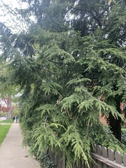 Pinaceae