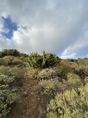 Myrtillocactus cochal