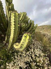 Myrtillocactus cochal