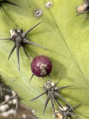 Myrtillocactus cochal