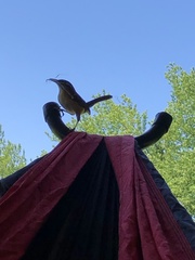 Thryothorus ludovicianus