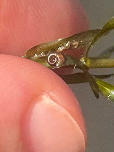 Gyraulus parvus observed 2026-08-08