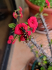 Polistes weyrauchorum