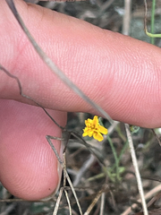 Krigia virginica