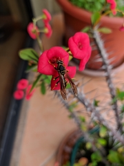 Polistes weyrauchorum