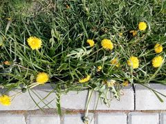Taraxacum officinale