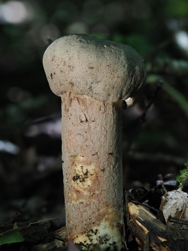 Hypomyces hyalinus