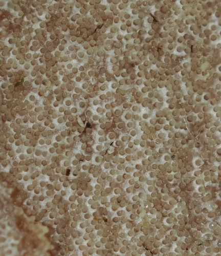 Hypomyces hyalinus
