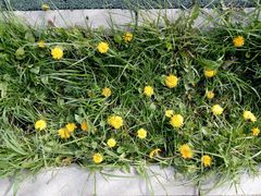 Taraxacum officinale