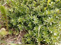 Galium mollugo