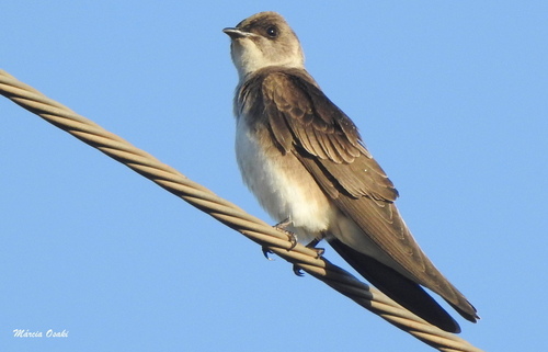 Brown-chested Martin