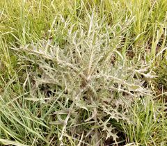 Cirsium vulgare
