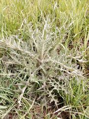 Cirsium vulgare