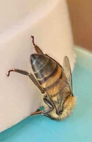 Western Honey Bee