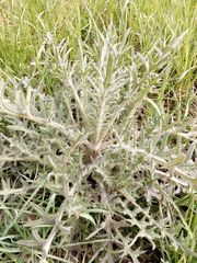 Cirsium vulgare