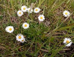 Bellis perennis