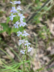 Lobelia spicata