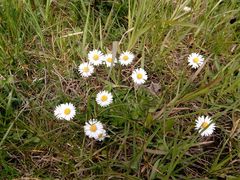 Bellis perennis