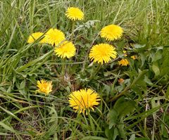 Taraxacum officinale