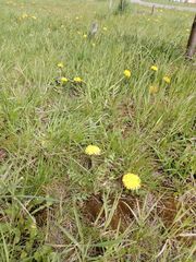 Taraxacum officinale