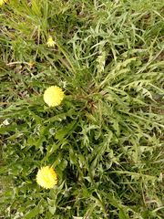 Taraxacum officinale