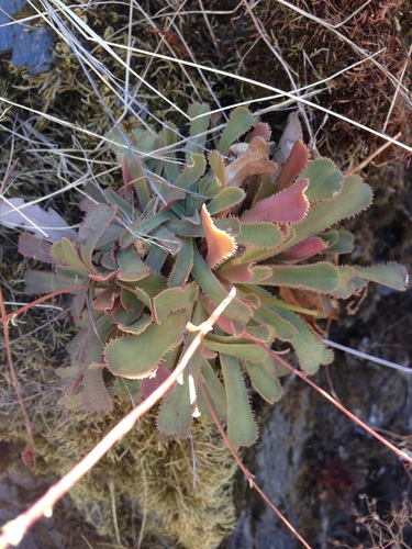 Cantelow's lewisia