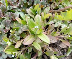 Myosotis sparsiflora