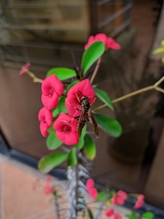 Polistes weyrauchorum